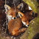 Cosy Fox Den