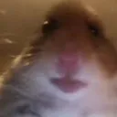 Cult of Staring Hamsters