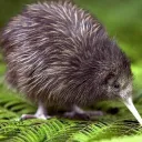 Kiwitaite