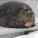 Happy_Seal