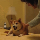 THE official r/dogelore Fanclub