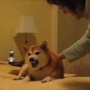 THE official r/dogelore Fanclub icon