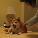 THE official r/dogelore Fanclub icon