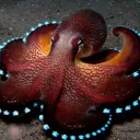 Octopus Inc.