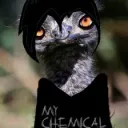 Emos And Emus