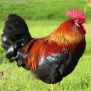 COCK