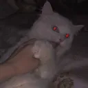 ебашим даунов