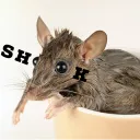 ℍ𝕒𝕞𝕤𝕥𝕖𝕣𝕤 𝕝𝕚𝕜𝕖 𝕡𝕠𝕣𝕟 𝕥𝕠𝕠 ~ ᵀᵒˣᶦᶜ