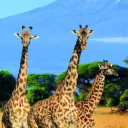 tanzania