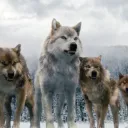 Wolfland