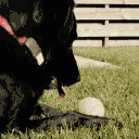 Daniel's Team Dog