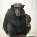 卍ゴリラ動物園