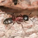 The Ant Farm