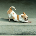 small dog petting Server Icon