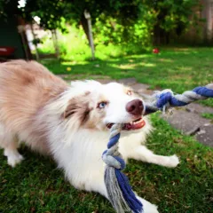 Le jeu du chien Icon