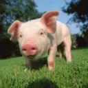 Pig