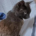 水鯖