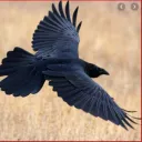Raven Moon Reborn