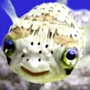 fujc Discord server icon