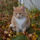 Gatos fofos