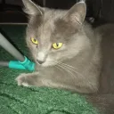 Супер Коты