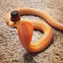 Snektopia