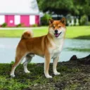 shiba inu center