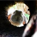 The Rabbit Hole