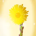 Coltsfoot Official