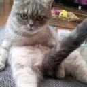 kai’s cat lounge