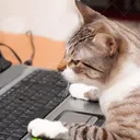 Cyber Necromancy
