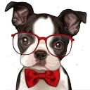 Puppy.li Pool