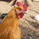 Chicken Gang