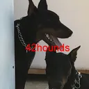 42hounds