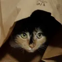 Sylvi's Cat Cafe
