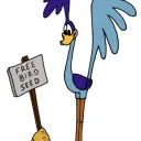 Roadrunner Rebel
