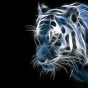 The Tiger people