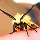 Mothcord