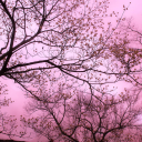 Discovery icon for 𝑳𝒊𝒍𝒂𝒄𝒊𝒂 Discord server