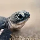 Turtle Tribe.
