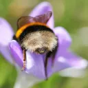 Bee Butts