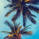 Tims_paradise