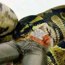 Male snacks