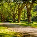The Park