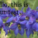 Larkspur solving chat