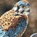 The Avian World : an Avian-Human RP