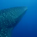 Typus Data