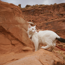 Canyon's Whispers {Warriors RP} Server Icon