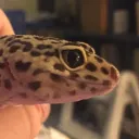 Reggie
