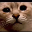 Feline Depression